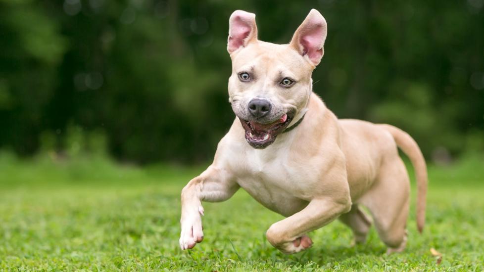 Why do dogs get the zoomies petmd